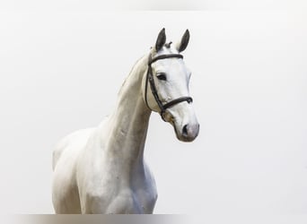 Oldenburg, Castrone, 7 Anni, 164 cm, Grigio