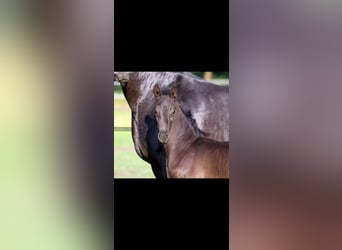 Oldenburg, Castrone, 7 Anni, 164 cm, Morello