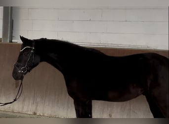 Oldenburg, Castrone, 7 Anni, 164 cm, Morello