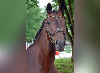Oldenburg, Castrone, 7 Anni, 165 cm, Baio scuro