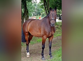 Oldenburg, Castrone, 7 Anni, 165 cm, Baio scuro