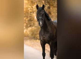 Oldenburg, Castrone, 7 Anni, 165 cm, Morello
