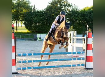 Oldenburg, Castrone, 7 Anni, 165 cm, Sauro