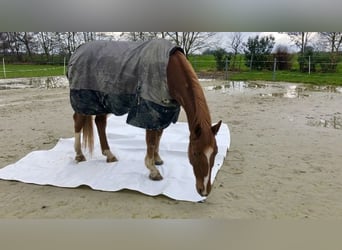 Oldenburg, Castrone, 7 Anni, 165 cm, Sauro