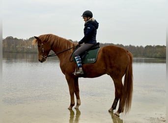 Oldenburg, Castrone, 7 Anni, 165 cm, Sauro