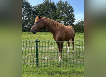 Oldenburg, Castrone, 7 Anni, 165 cm, Sauro