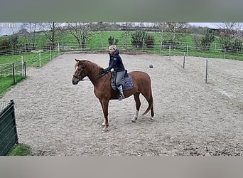 Oldenburg, Castrone, 7 Anni, 165 cm, Sauro