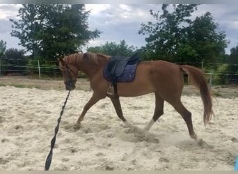 Oldenburg, Castrone, 7 Anni, 165 cm, Sauro