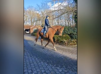 Oldenburg, Castrone, 7 Anni, 165 cm, Sauro