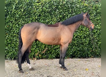 Oldenburg, Castrone, 7 Anni, 167 cm, Baio