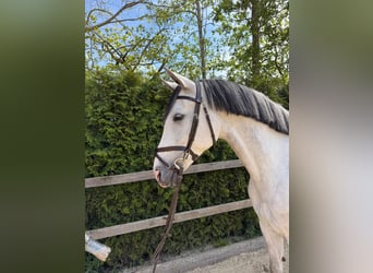 Oldenburg, Castrone, 7 Anni, 167 cm, Grigio