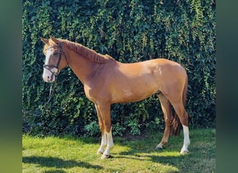 Oldenburg, Castrone, 7 Anni, 167 cm, Sauro