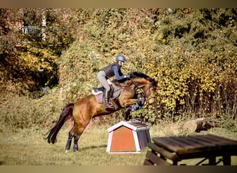 Oldenburg, Castrone, 7 Anni, 168 cm, Baio