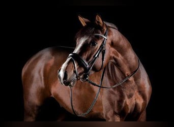 Oldenburg, Castrone, 7 Anni, 168 cm, Baio