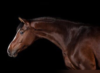 Oldenburg, Castrone, 7 Anni, 168 cm, Baio