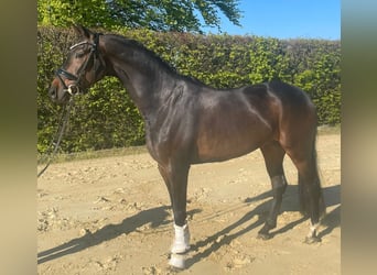 Oldenburg, Castrone, 7 Anni, 168 cm, Baio
