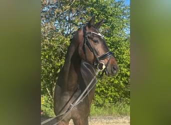 Oldenburg, Castrone, 7 Anni, 168 cm, Baio