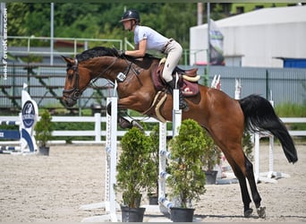 Oldenburg, Castrone, 7 Anni, 168 cm, Baio