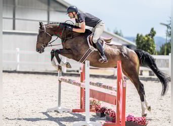 Oldenburg, Castrone, 7 Anni, 168 cm, Baio ciliegia