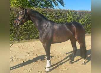 Oldenburg, Castrone, 7 Anni, 168 cm, Baio scuro
