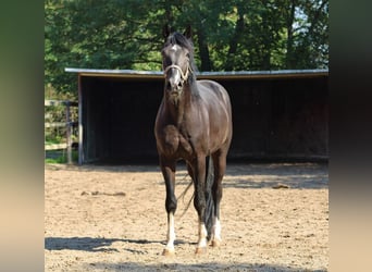 Oldenburg, Castrone, 7 Anni, 168 cm, Morello