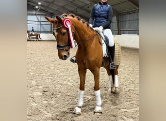 Oldenburg, Castrone, 7 Anni, 168 cm, Red dun