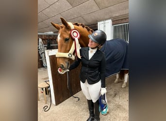 Oldenburg, Castrone, 7 Anni, 168 cm, Red dun