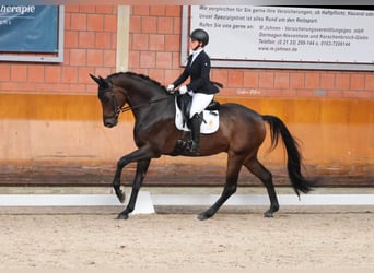 Oldenburg, Castrone, 7 Anni, 169 cm, Baio nero