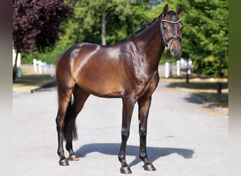 Oldenburg, Castrone, 7 Anni, 169 cm, Baio nero
