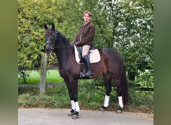 Oldenburg, Castrone, 7 Anni, 170 cm, Baio nero