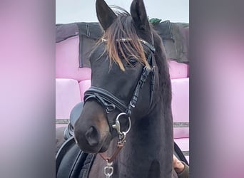 Oldenburg, Castrone, 7 Anni, 170 cm, Baio nero