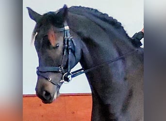 Oldenburg, Castrone, 7 Anni, 170 cm, Baio nero