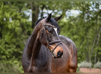 Oldenburg, Castrone, 7 Anni, 170 cm, Baio scuro