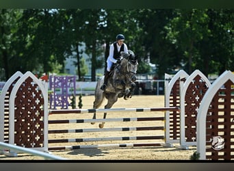 Oldenburg, Castrone, 7 Anni, 170 cm, Grigio