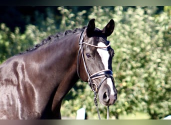 Oldenburg, Castrone, 7 Anni, 170 cm, Morello