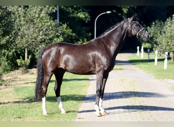 Oldenburg, Castrone, 7 Anni, 170 cm, Morello