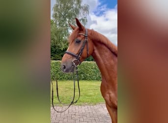 Oldenburg, Castrone, 7 Anni, 170 cm, Sauro