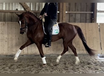 Oldenburg, Castrone, 7 Anni, 170 cm, Sauro scuro