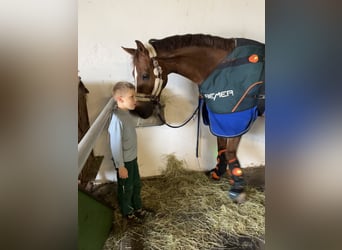 Oldenburg, Castrone, 7 Anni, 170 cm, Sauro scuro