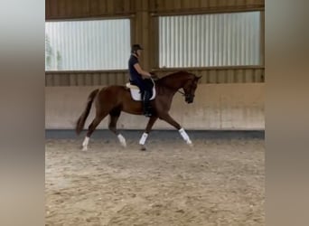 Oldenburg, Castrone, 7 Anni, 170 cm, Sauro scuro