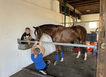 Oldenburg, Castrone, 7 Anni, 170 cm, Sauro scuro