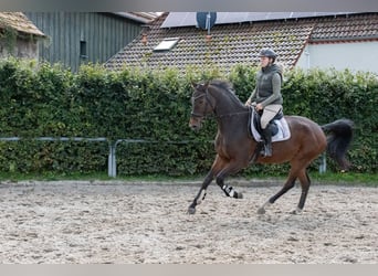 Oldenburg, Castrone, 7 Anni, 172 cm, Baio