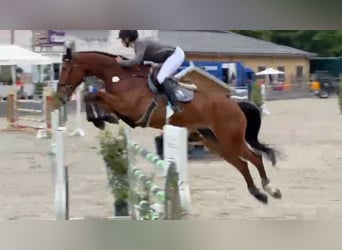 Oldenburg, Castrone, 7 Anni, 172 cm, Baio