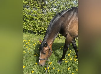 Oldenburg, Castrone, 7 Anni, 172 cm, Baio scuro