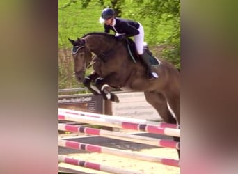 Oldenburg, Castrone, 7 Anni, 172 cm, Può diventare grigio