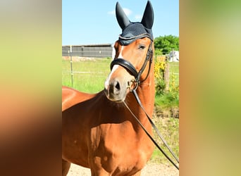 Oldenburg, Castrone, 7 Anni, 172 cm, Sauro