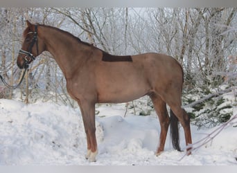 Oldenburg, Castrone, 7 Anni, 172 cm, Sauro scuro