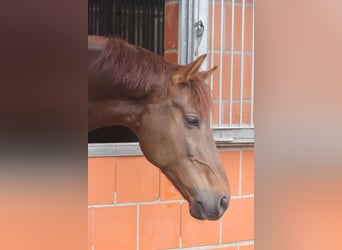 Oldenburg, Castrone, 7 Anni, 172 cm, Sauro scuro