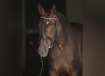 Oldenburg, Castrone, 7 Anni, 173 cm, Baio scuro