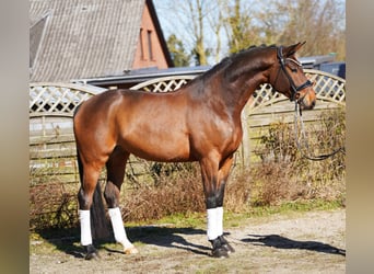 Oldenburg, Castrone, 7 Anni, 174 cm, Baio